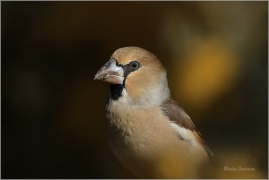 <p>DLASK TLUSTOZOBÝ (Coccothraustes coccothraustes) Šluknovsko - Jiříkov ---- /Hawfinch - Kernbeißer/</p>